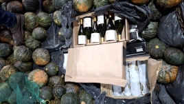 Sobre dezenas de abóboras, estão garrafas de vinho