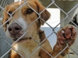 Proteção Animal Nota Fiscal Gaúcha Entidades Cidadania