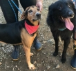 Dois cães, com lenço no pescoço